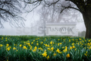 Taniwha Daffodils, Central Hawke’s Bay, New Zealand - SCP Stock