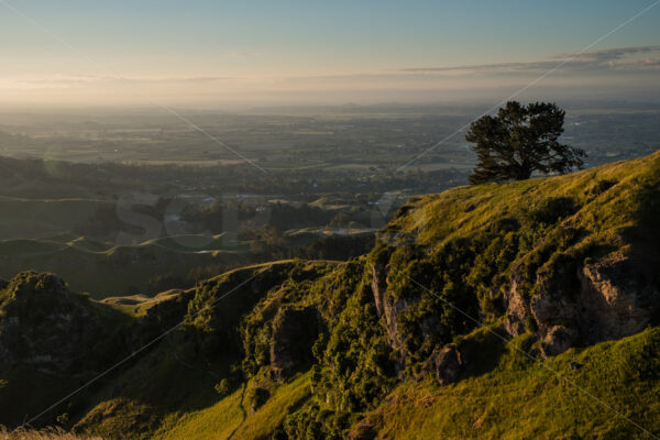 The ANZAC Pine on Te Mata Peak, Havelock North, Hawke’s Bay, New Zealand - SCP Stock