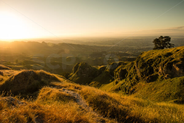 The ANZAC Pine on Te Mata Peak, Havelock North, Hawke’s Bay, New Zealand - SCP Stock