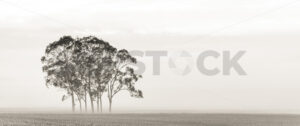 Trees in the mist, Te Aute, Hawke’s Bay, New Zealand - SCP Stock