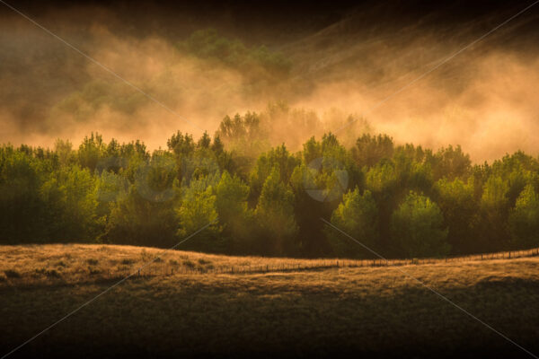 Tukituki trees in early morning mist, Hawke’s Bay, New Zealand - SCP Stock