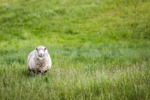 What Ewe looking at?  A Ewe standing in a field, Hawke’s Bay, New Zealand - SCP Stock