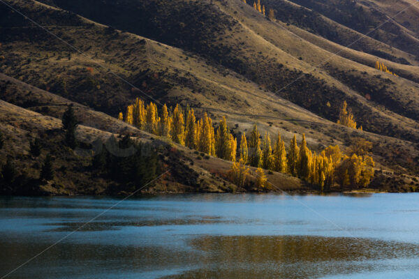 Yellow Autumn Poplar Tree Leaves on the banks of a South Island Lake, New Zealand - SCP Stock