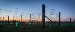 Young vines growing in the early morning light, Hawke’s Bay, New Zealand - SCP Stock