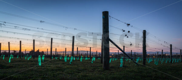 Young vines growing in the early morning light, Hawke’s Bay, New Zealand - SCP Stock