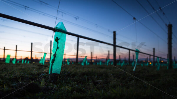 Young vines growing in the early morning light, Hawke’s Bay, New Zealand - SCP Stock