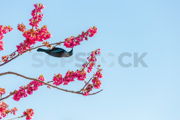 A native Tui bird in a blossom tree during Spring, Hawke’s Bay, New Zealand - SCP Stock
