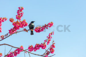 A native Tui bird in a blossom tree during Spring, Hawke’s Bay, New Zealand - SCP Stock