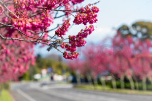 A native Tui bird in a blossom tree during Spring, Hawke’s Bay, New Zealand - SCP Stock