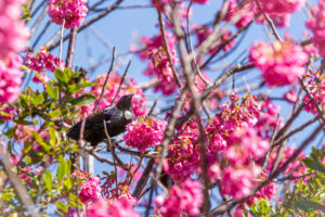 A native Tui bird in a blossom tree during Spring, Hawke’s Bay, New Zealand - SCP Stock