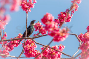 A native Tui bird in a blossom tree during Spring, Hawke’s Bay, New Zealand - SCP Stock