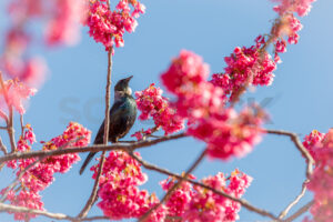 A native Tui bird in a blossom tree during Spring, Hawke’s Bay, New Zealand - SCP Stock