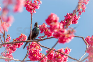 A native Tui bird in a blossom tree during Spring, Hawke’s Bay, New Zealand - SCP Stock