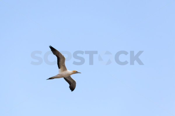 Australasian Gannets in flight, Hawke’s Bay, New Zealand - SCP Stock