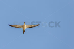 Australasian Gannets in flight, Hawke’s Bay, New Zealand - SCP Stock