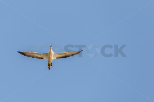 Australasian Gannets in flight, Hawke’s Bay, New Zealand - SCP Stock