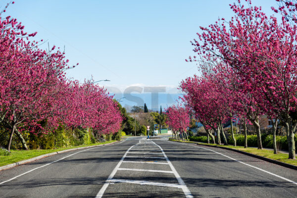 Blossom trees in full bloom on Te Mata Road, Havelock North, Hawke’s Bay, New Zealand - SCP Stock