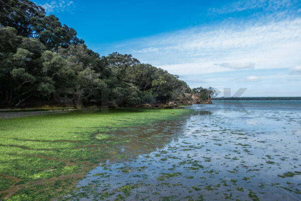 Sea lettuce on the beach, Tauranga Harbour, Bay of Plenty< New Zealand - SCP Stock