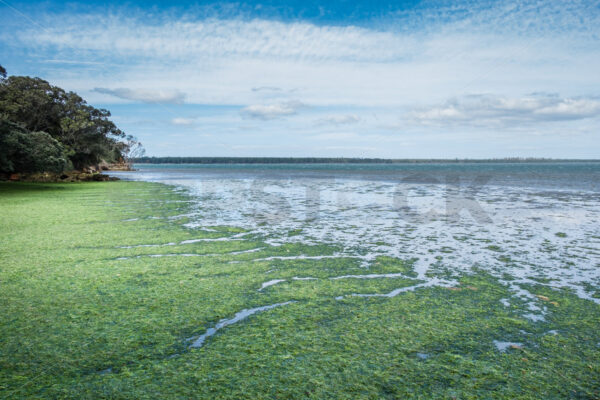 Sea lettuce on the beach, Tauranga Harbour, Bay of Plenty< New Zealand - SCP Stock