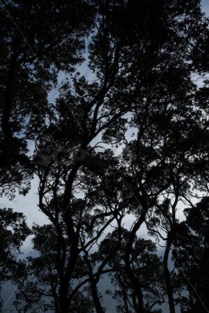 Silhouette trees, New Zealand - SCP Stock