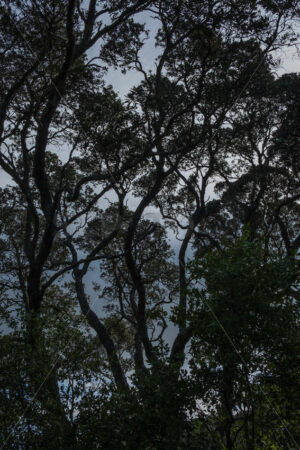 Silhouette trees, New Zealand - SCP Stock