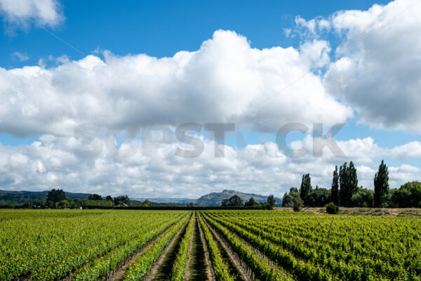 View over the vines towards Te Mata Peak, Hawke’s Bay, New Zealand - SCP Stock