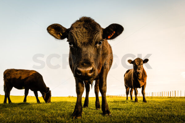 Angus Bulls in a field, New Zealand - SCP Stock