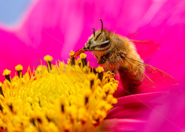 Close up of a Bee, New Zealand - SCP Stock