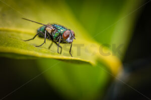 Close up of a Common European Greenbottle fly (Lucilia Sericata), New Zealand - SCP Stock