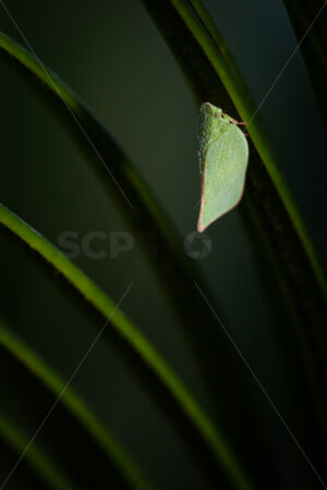 Close up of a Green Planthopper (Siphanta Hebes) insect, New Zealand - SCP Stock