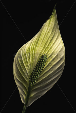 Close up of a Peace Lily (Spathiphyllum) flower, New Zealand - SCP Stock