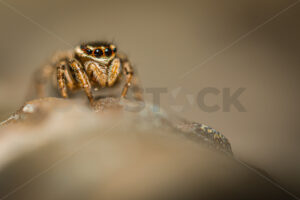 Close up of a native Jumping Spider (Trite Auricoma), New Zealand - SCP Stock