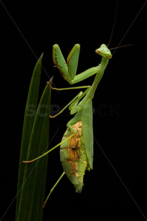 Close up of a native New Zealand Praying Mantis (Orthodera Novaezealandiae), New Zealand - SCP Stock