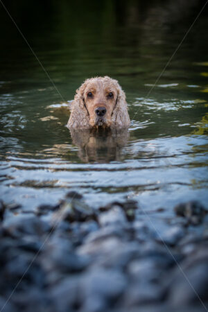 English Cocker Spaniel dog in a River, New Zealand - SCP Stock