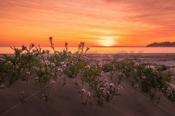 Flowers growing in the dunes, Mahia Beach at Sunset, Mahia, Hawke’s Bay, New Zealand - SCP Stock