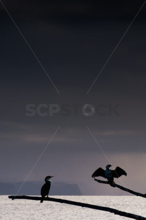 Pied Shags / Kāruhiruhi (Phalacrocorax varius) waiting for a storm, Ahuriri, Napier, Hawke’s Bay, New Zealand - SCP Stock