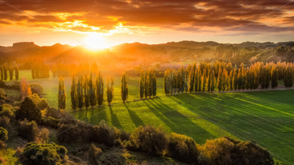 Pohangina Valley Poplars in summer, Manawatu, New Zealand - SCP Stock