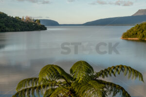 A NZ Fern overlooking Lake Tarawera, Bay of Plenty, New Zealand - SCP Stock