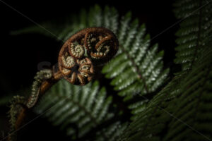 Curled Fern frond, NZ Fern, New Zealand - SCP Stock