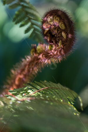 Curled Fern frond, NZ Fern, New Zealand - SCP Stock