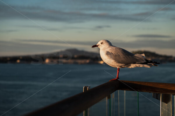 New Zealand Black Billed Gull (threatened species), New Zealand - SCP Stock