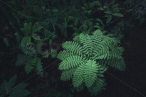 Aerial image of a New Zealand Tree Fern growing in native bush, Bay of Plenty, New Zealand - SCP Stock