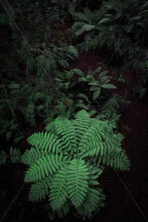 Aerial image of a New Zealand Tree Fern growing in native bush, Bay of Plenty, New Zealand - SCP Stock