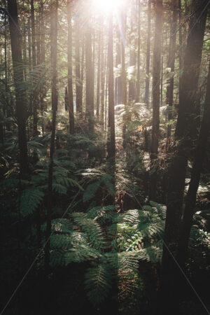 Aerial image of a New Zealand Tree Ferns growing amongst the Redwood Forest, Bay of Plenty, New Zealand - SCP Stock