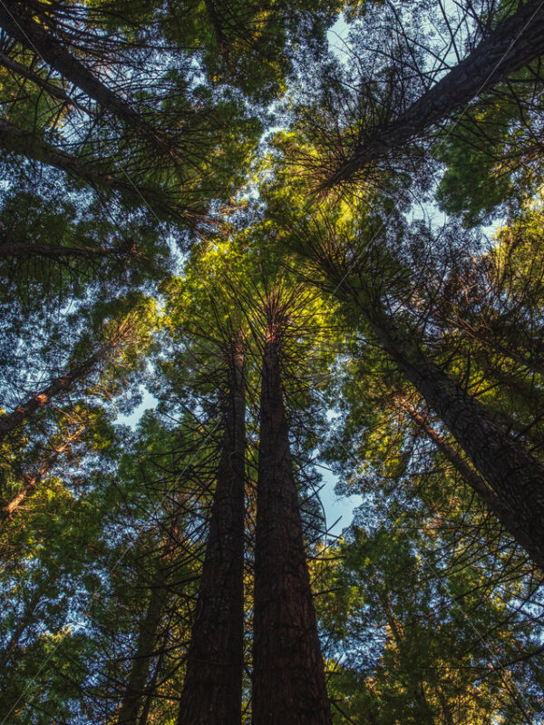 Looking Up – Bay of Plenty Redwood Forest - SCP Stock