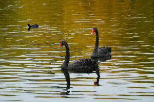 Black Swans on Taylor Pass dam, South Island, New Zealand - SCP Stock