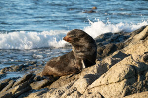 New Zealand Fur Seal on a rock, Kaikoura Coast, South Island, New Zealand - SCP Stock