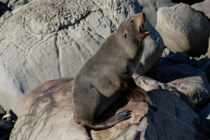 New Zealand Fur Seal on a rock, Kaikoura Coast, South Island, New Zealand - SCP Stock