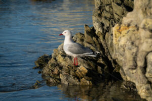 Red Bulled Gull, Kaikoura Coast, South Island, New Zealand - SCP Stock