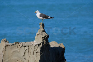 Southern black-backed gull, Kaikoura Coast, South Island, New Zealand - SCP Stock